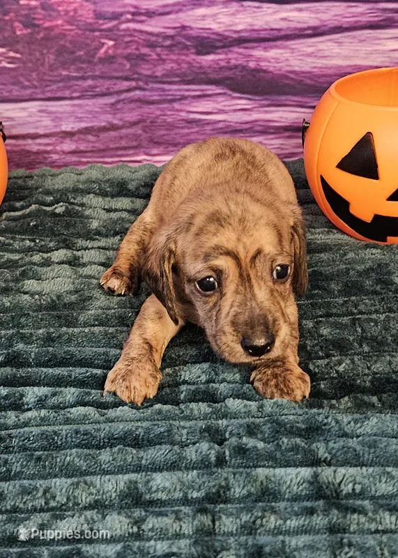H-3 – Miniature Dachshund puppy for sale in Oakville, WA