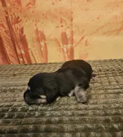 H-1, a female Miniature Dachshund for sale in Oakville, WA – 3 of 3