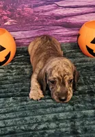 H-4, a male Miniature Dachshund for sale in Oakville, WA – 5 of 5