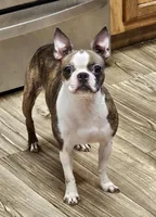 Chimera , a female Boston Terrier for sale in Oakville, WA – 1 of 2