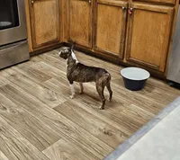 Chimera , a female Boston Terrier for sale in Oakville, WA – 2 of 2