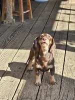 Radar , a male Miniature Dachshund for sale in Oakville, WA – 3 of 3