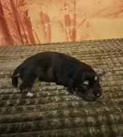 H-1, a female Miniature Dachshund for sale in Oakville, WA – 2 of 3