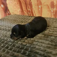 H-5, a female Miniature Dachshund for sale in Oakville, WA – 2 of 3