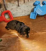 Tw 3, a male Miniature Dachshund for sale in Oakville, WA – 2 of 2