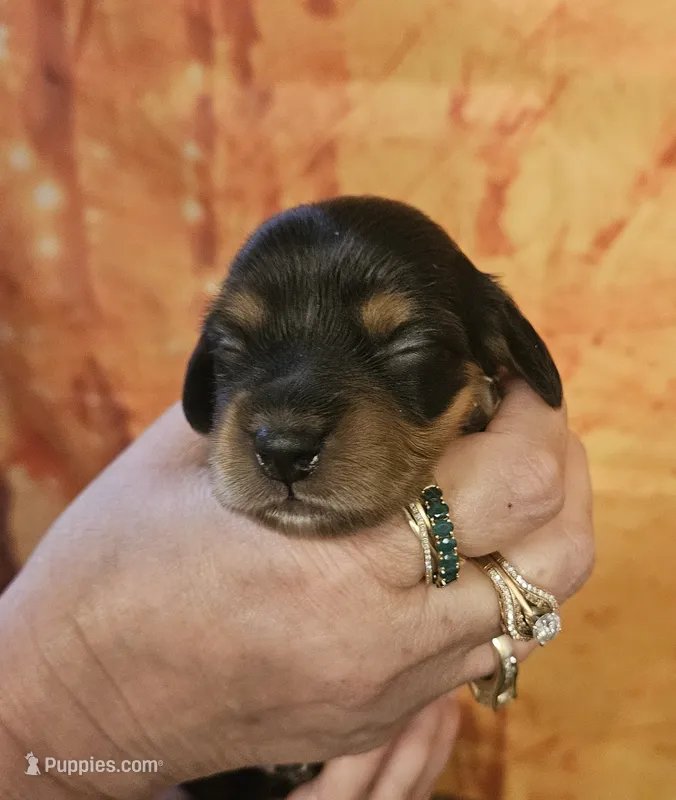 H-5 – Miniature Dachshund puppy for sale in Oakville, WA