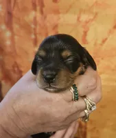 H-5, a female Miniature Dachshund for sale in Oakville, WA – 1 of 3