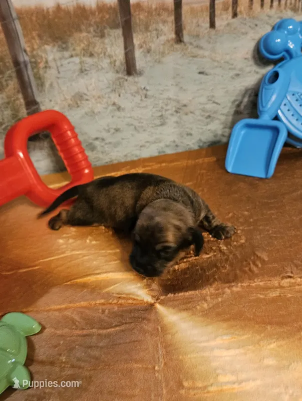 Tw 1 – Miniature Dachshund puppy for sale in Oakville, WA