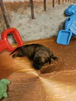 Tw 1, a male Miniature Dachshund for sale in Oakville, WA – 1 of 3
