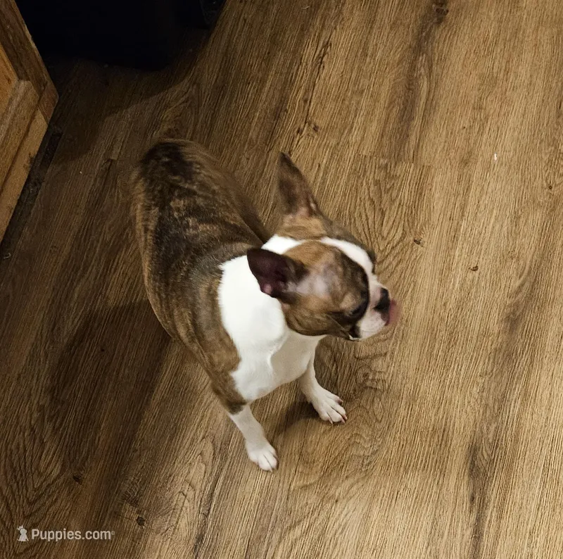 Cleo – Boston Terrier puppy for sale in Oakville, WA