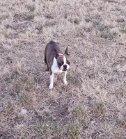 Cleo, a female Boston Terrier for sale in Oakville, WA – 2 of 2