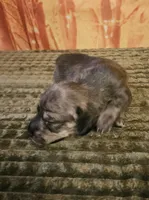 H-4, a male Miniature Dachshund for sale in Oakville, WA – 2 of 3