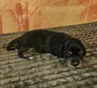 H-5, a female Miniature Dachshund for sale in Oakville, WA – 3 of 3