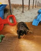 Tw 3, a male Miniature Dachshund for sale in Oakville, WA – 1 of 2