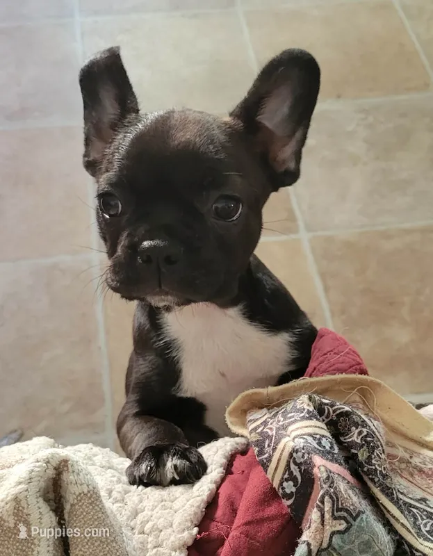 E-1 – Boston Terrier, French Bulldog puppy for sale in Oakville, WA