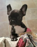 E-1, a female Boston Terrier and French Bulldog for sale in Oakville, WA – 1 of 1