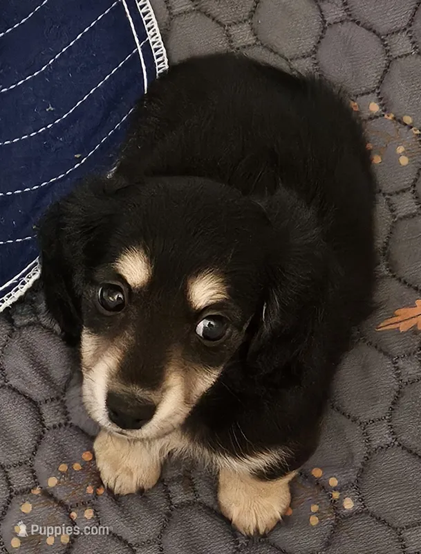 H-1 – Miniature Dachshund puppy for sale in Oakville, WA