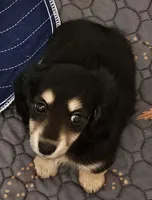 H-1, a female Miniature Dachshund for sale in Oakville, WA – 1 of 6
