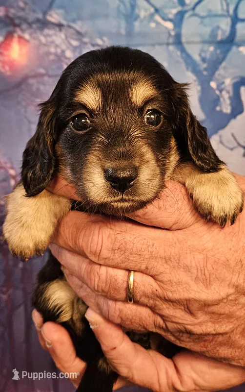 H-1 – Miniature Dachshund puppy for sale in Oakville, WA