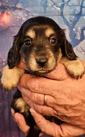 H-1, a female Miniature Dachshund for sale in Oakville, WA – 6 of 6