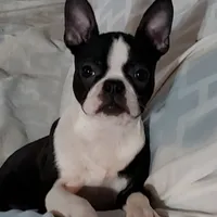 Puddles, a female Boston Terrier for sale in Oakville, WA – Photo 1 of 3