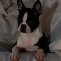 Puddles, a female Boston Terrier for sale in Oakville, WA – Photo 2 of 3