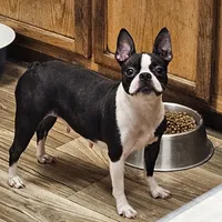 Puddles, a female Boston Terrier for sale in Oakville, WA – Photo 3 of 3