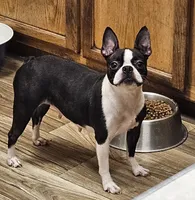 Puddles, a female Boston Terrier for sale in Oakville, WA – Photo 3 of 3
