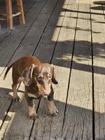 Radar , a male Miniature Dachshund for sale in Oakville, WA – 2 of 3