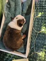 Cl 2, a female Boston Terrier for sale in Oakville, WA – Photo 2 of 3