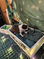 Cl 2, a female Boston Terrier for sale in Oakville, WA – Photo 1 of 3