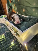 Cl 2, a female Boston Terrier for sale in Oakville, WA – Photo 3 of 3