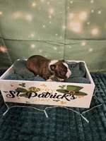 Ch 1, a female Boston Terrier for sale in Oakville, WA – Photo 2 of 3