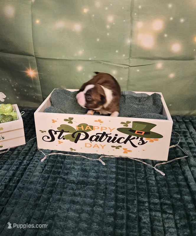 Ch 1 – Boston Terrier puppy for sale in Oakville, WA