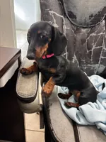 Minnie , a female Miniature Dachshund for sale in Cutler Bay, FL – 2 of 2