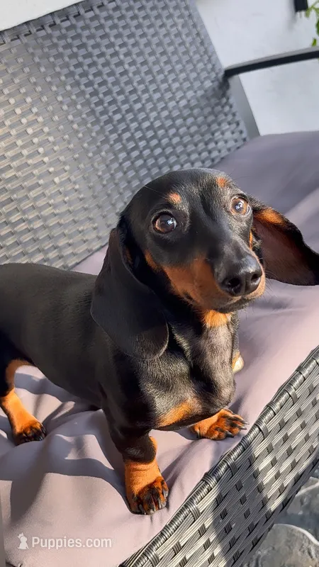 Minnie  – Miniature Dachshund puppy for sale in Cutler Bay, FL