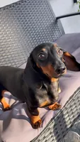 Minnie , a female Miniature Dachshund for sale in Cutler Bay, FL – 1 of 2