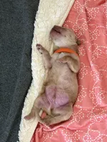 Boy - Orange, a male Golden Retriever for sale in Hanford, CA – Photo 2 of 6