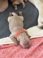 Boy - Orange, a male Golden Retriever for sale in Hanford, CA – Photo 4 of 6