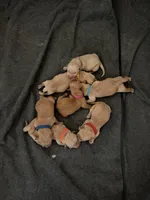 Boy - Orange, a male Golden Retriever for sale in Hanford, CA – Photo 5 of 6