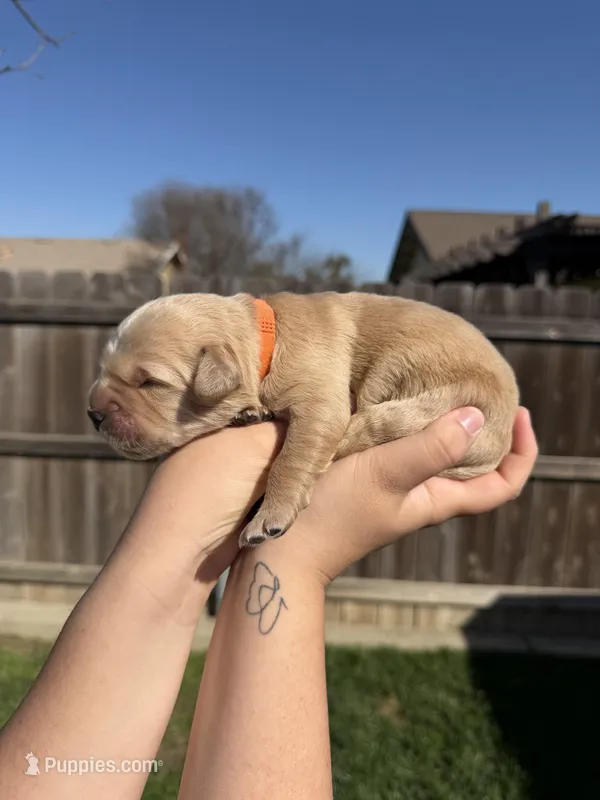 Boy - Orange – Golden Retriever puppy for sale in Hanford, CA