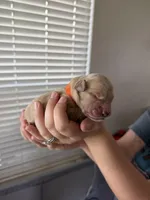 Boy - Orange, a male Golden Retriever for sale in Hanford, CA – Photo 1 of 6