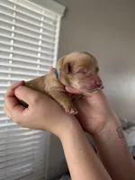 Boy - Blue, a male Golden Retriever for sale in Hanford, CA – Photo 1 of 5