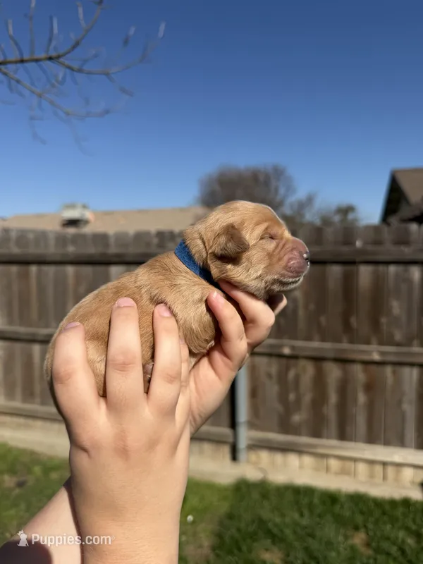 Boy - Blue – Golden Retriever puppy for sale in Hanford, CA