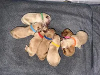 Boy - Blue, a male Golden Retriever for sale in Hanford, CA – Photo 2 of 5