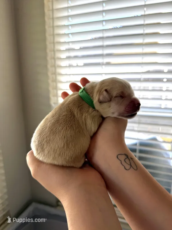 Boy - Green – Golden Retriever puppy for sale in Hanford, CA