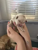 Boy - Green, a male Golden Retriever for sale in Hanford, CA – Photo 2 of 6