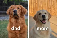 Boy - Green, a male Golden Retriever for sale in Hanford, CA – Photo 6 of 6