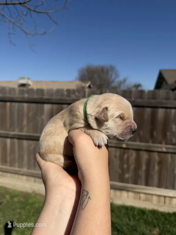 Boy - Green – Golden Retriever puppy for sale in Hanford, CA