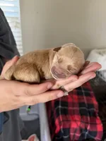 Boy - Red, a male Golden Retriever for sale in Hanford, CA – Photo 2 of 5